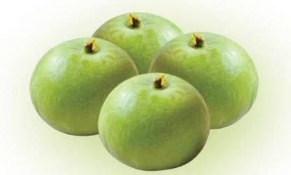 LYRS Round Melon Tinda Seed Seed