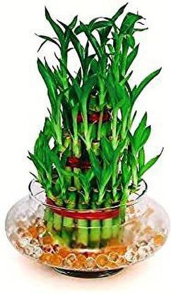 minatigreenhouse Two Layer Bamboo Plant