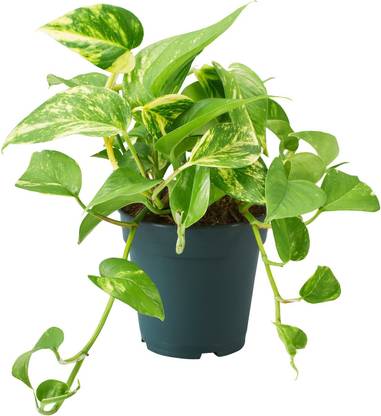 Click to buy Pothos Plant