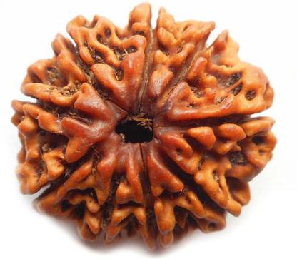 Ratehalf Original Nau Mukhi 9 face (Nine Faced) Natural Rudraksha Bead Beads Wood