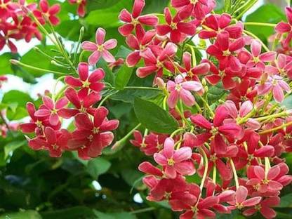 Sumang Green Land Madhumalti/Rangoon Creeper