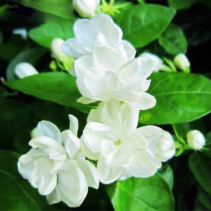 Indian Green Land Jasmine Plant