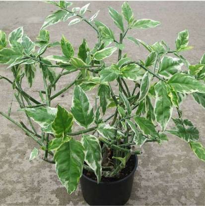 Click to buy Pedilanthus Plant