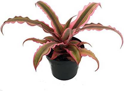 Click to buy Cryptanthus Plant