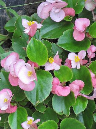 Sjeme Pink Begonia Flower Seed Seed
