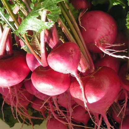 V Seed Red Turnip Salgam Seed Seed