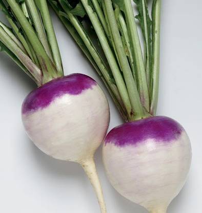 V Seed Turnip / Salgam Seed Seed