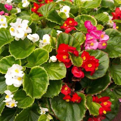 Sjeme Begonia Seed