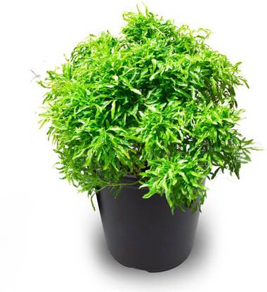 MAXKIA arallia plant, it is a plant not a seed Seed