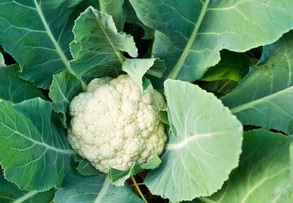 JasBerk Cauliflower (Phool Gobi) Seed