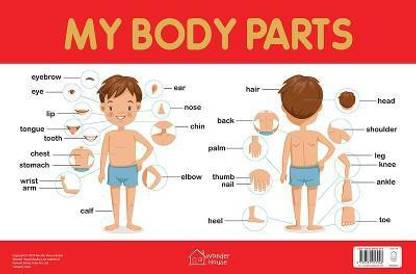 My Body Parts Chart - Early Learning Educational Chart For Kids: Perfect For Homeschooling, Kindergarten and Nursery Students (11.5 Inches X 17.5 Inches) (Print on Demand)  - By Miss & Chief