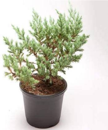 Click to buy Juniper Plant