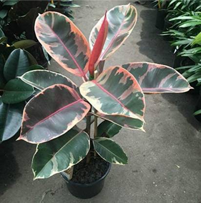 Click to buy Rubber Tree