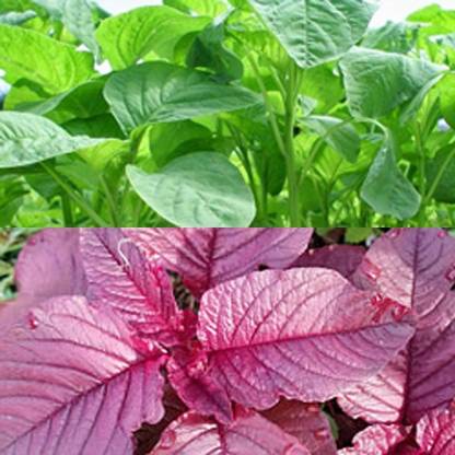 KUSH Green Amaranth Spinach, Red Amaranth Spinach Seed