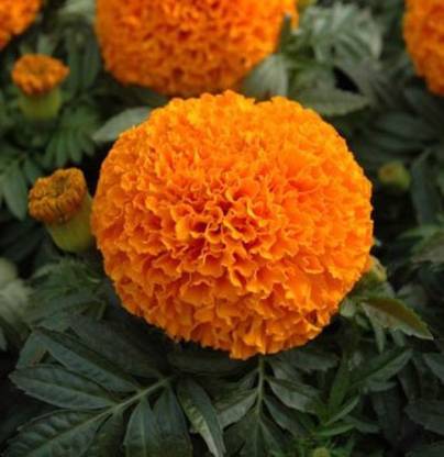 GROUNDOXY MG9 MARIGOLD ORANGE (GENDE PHOOL) SEED. GOOD QUALITY HYBRID MARIGOLD SEED ARE LONG, SLENDER AND POINTED. THEY ARE DARK ON ONE END AND LIGHT ON THE OTHER. 100% FERTILIZE HYBRID SEED FOR YOUR HOME GARDENING AND PACK OF 150 SEEDS Seed