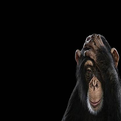 SKY DOT photography mammals monkeys simple background cute animals black monkey Non Slip Base Mousepad