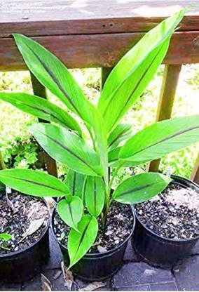Click to buy Turmeric Plant