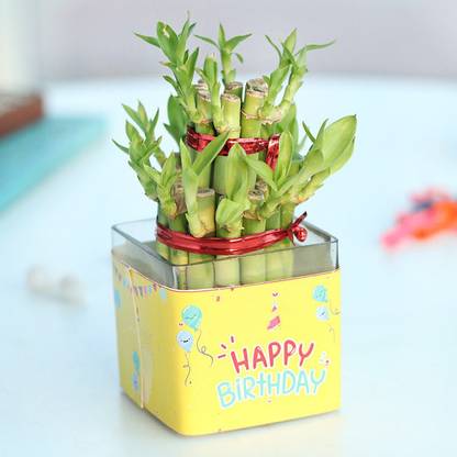 minatigreenhouse Two Layer Bamboo Plant
