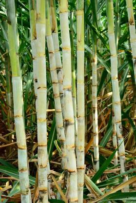 RR Plantation Sugarcane