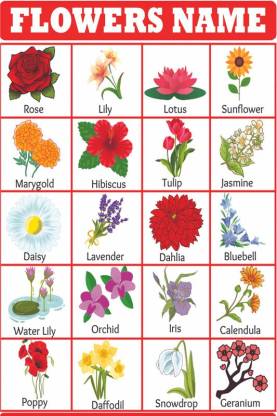 Flowers Name Learning Poster|Educational Poster for Kids|Wall Poster ...