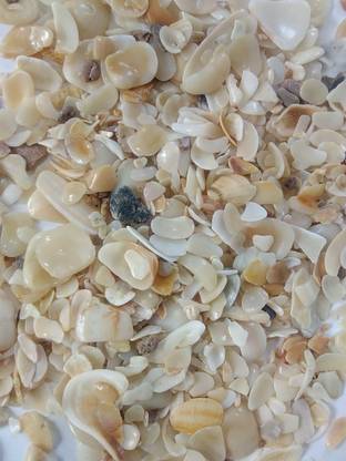 Thenkumari Beautiful Mixed Beach Sea Shells Crushed Coral Planted Substrate