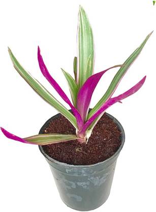 Click to buy Rhoeo Plant