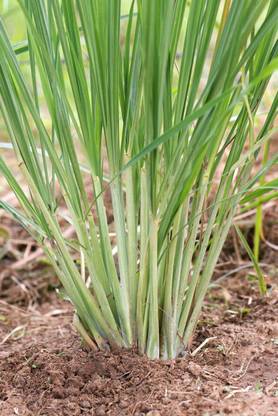PB REBA PLANT Lemon Grass Plant