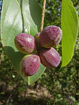 SRI SAI FORESTRY Terminalia Catappa Tree Seeds, Indian Almond Tree Seed