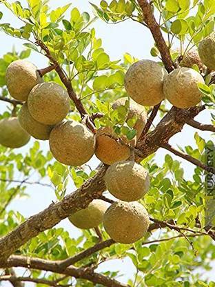 SRI SAI FORESTRY Indian Bael Bel seeds, Stone Apple fruit tree seed, For Home Garden Fruit Tree Seed