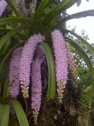 KRISHNA Foxtail Orchid Seed