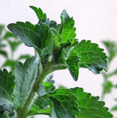 GROUNDOXY ST30 GOOD QUALITY STEVIA SEED FOR YOUR HOME GARDENING .STEVIA IS OFTEN TOUTED AS A SAFE AND HEALTHY SUGAR SUBTITUTE THAT CAN SWEETEN UP FOODS WITHOUT THE NEGATIVE HEALTH EFFECTS LINKED TO REFINED SUGAR. Seed