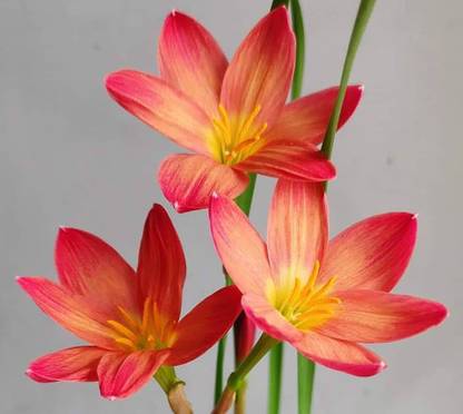 ARYNA CHINDA RAINLILY Seed