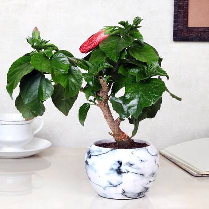 Floweraura Hibiscus Plant