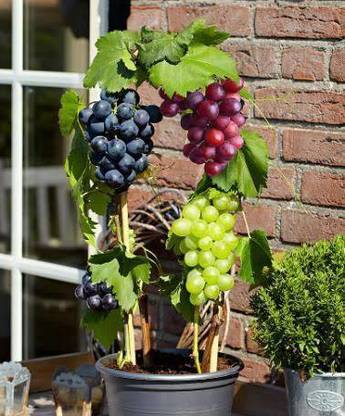 Rainbow Garden Grapes Plant