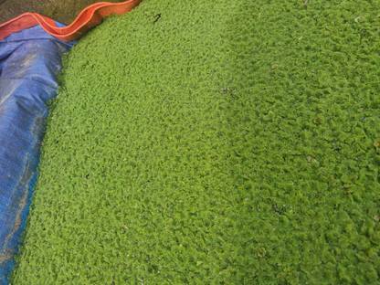 Naturefeed Azolla pinnata, Azolla caroliniana Seed