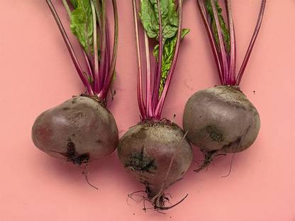 LYRS Red Beetroot Chukandar Seed Seed
