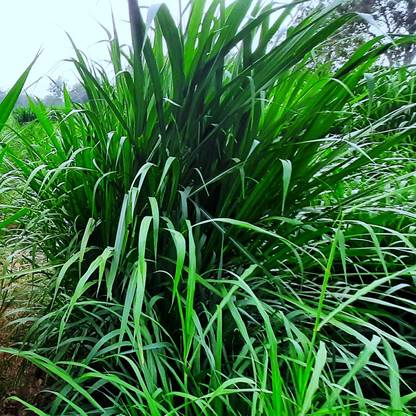 Choudhary ji - Top Quality & Latest Variety - NB Hybrid Napier Grass, (Original Napier Mother PLANT) Seed