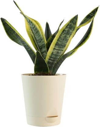 Senak Snake Plant
