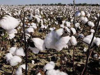 farmseed cotton Seed