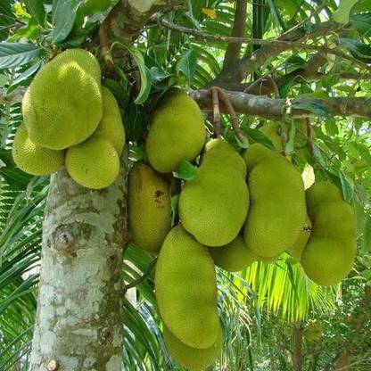 JD DAS AND SONS PLANTS Jack Fruit Plant