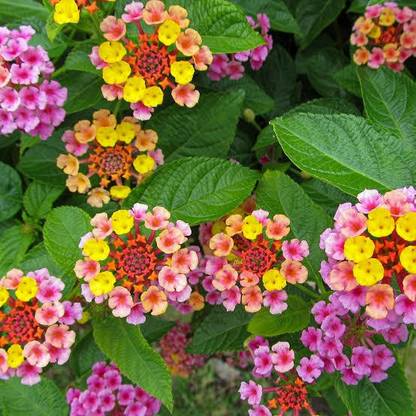 Click to buy Lantana Flower Seed Seed