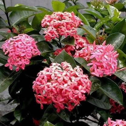 Click to buy Ixora flower Seed