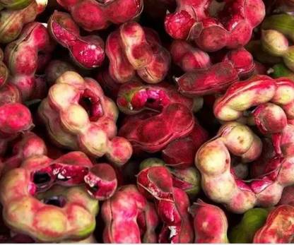Sjeme Jungle Jalebi Seed