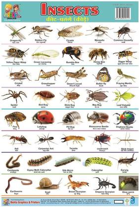 NON TERBLE PLASTIC CHART OF INSECT