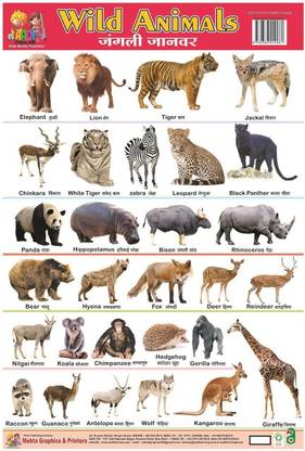 NON TERBLE PLASTIC CHART OF WILD ANIMAL