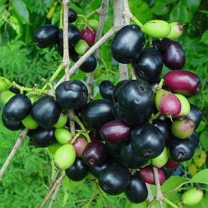 Click to buy Java Plum Plant