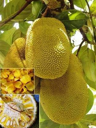HEALTHY PLANT Jackfruit Plant