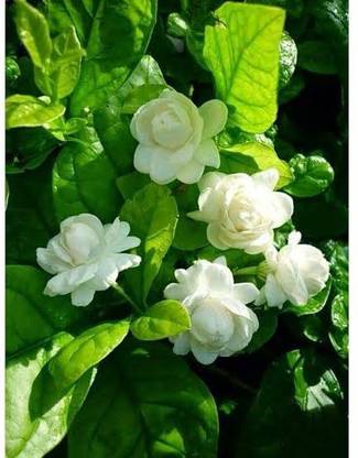 HEALTHY PLANT Jasmine Plant