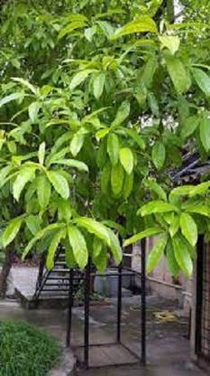 Sjeme Rudraksha Tree Seed Seed