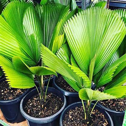 Click to buy Pichodia Palm Plant
